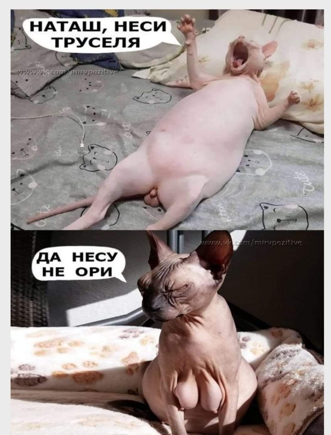 Наташа неси трусы сфинкс