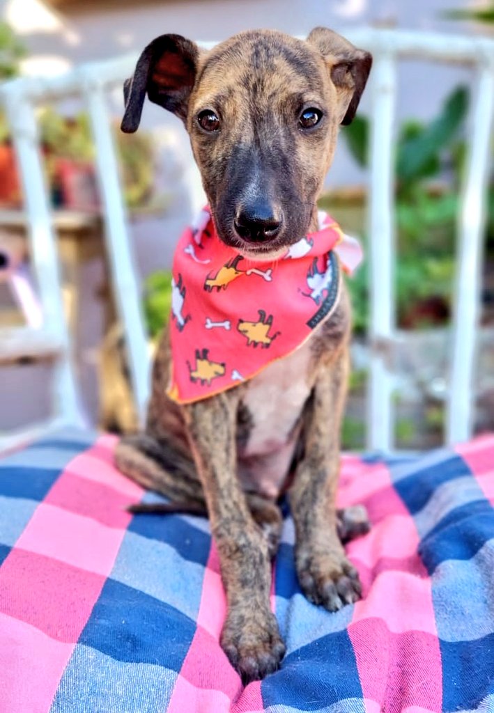 Prince🧡 3m, en adopción responsable, con cuestionario, entrevista y seguimiento de por vida, sólo con compromiso de usar chapita día y noche, pasear con collar y correa, completar el plan sanitario, realizar castración temprana, integrarlo en tu hogar, tu presente y tus planes.