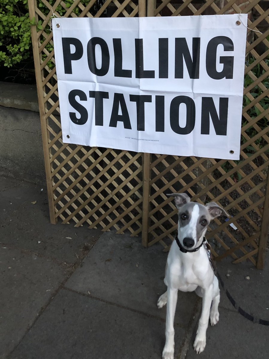 andrewinnes007's tweet photo. Rupert actually requested a pawstal vote, but turned up to support those voting in person. #dogsatpollingstations https://t.co/3fjrOfhid6