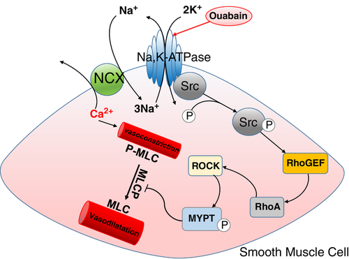 ChrStaehr's tweet photo. In this review, we discuss three distinct mechanisms by which the Na,K-ATPase may be capable of regulating #vascular tone in the #brain🧠
Our key message is that the #ATPase is much more than just an ion-pump!
Published in @ExpPhysiol: https://t.co/1XaKNjKowB
#MatchkovLab https://t.co/QK3Fl5xKDP