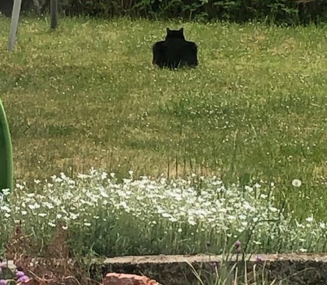 LYC_podcast's tweet photo. Ma femme, ce matin : "On a la Batmobile dans la pelouse."
(Aka le très gros chat)
#mafemmeaunhumourfou #camexcite https://t.co/gyzWoO55qA
