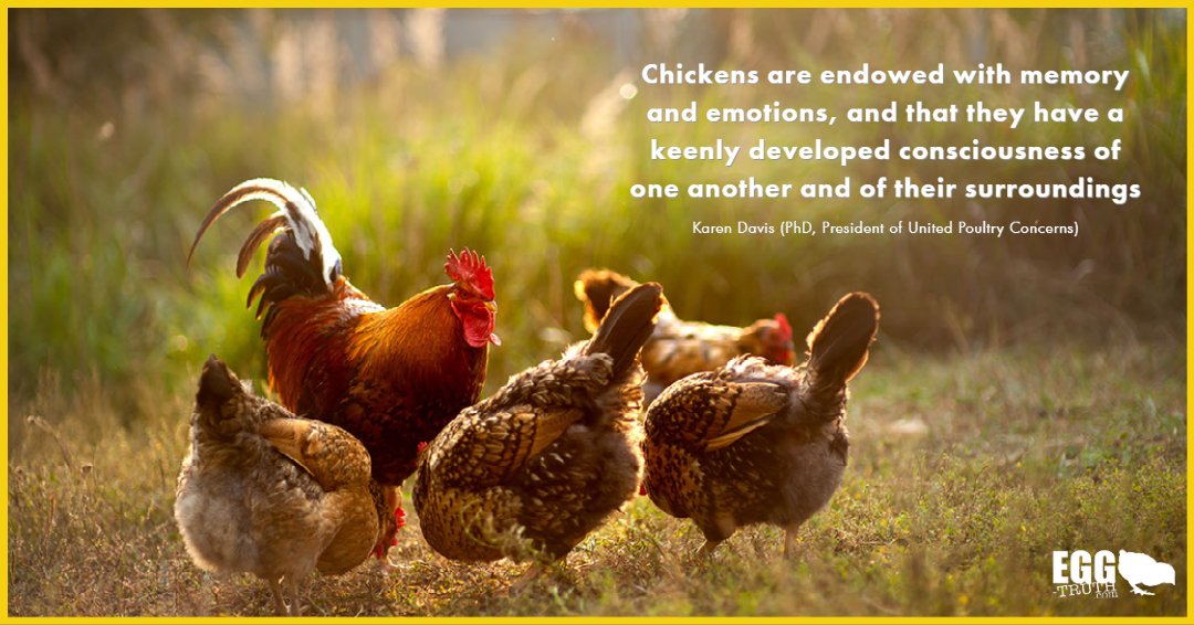 Egg_Truth's tweet photo. Chickens are endowed with memory and emotions, and that they have a keenly developed consciousness of one another and of their surroundings.
#eggtruth #eggs #chickens #chickenrespect via United Poultry Concerns https://t.co/pU0G66GsQh