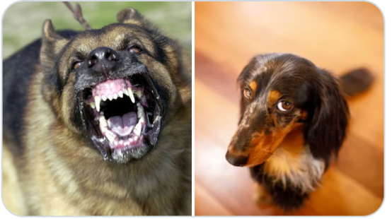 ZRP when its #ShutDownZimbabwe vs ZRP when its payday