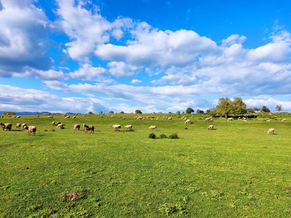 Roger OS tweet media