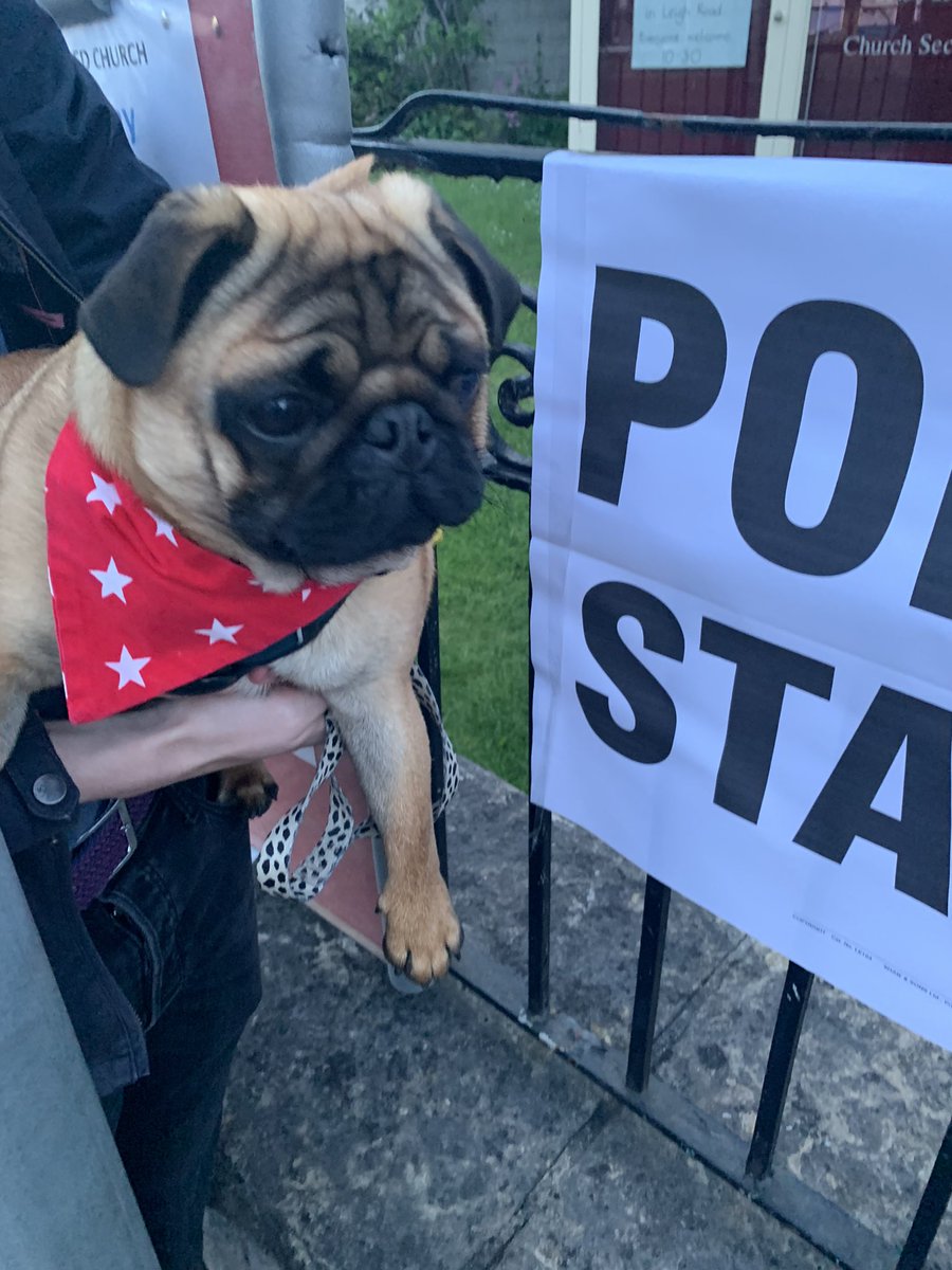 Olivepug66's tweet photo. Sir Percival Pug at Polling Station. ๐#dogsatpollingstations #pug #5thMayLocalElections https://t.co/dxZqD7As6E