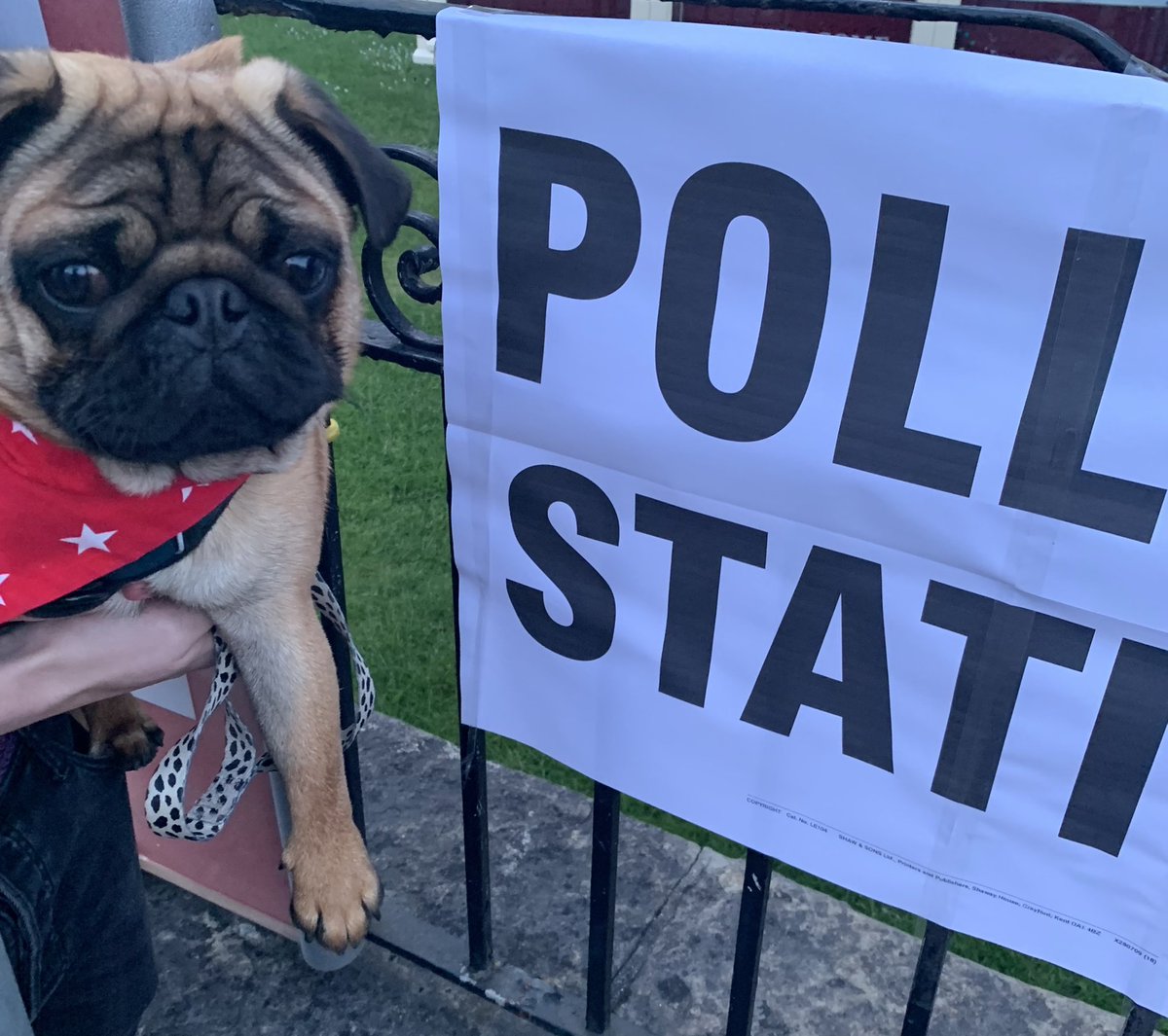 Olivepug66's tweet photo. Sir Percival Pug at Polling Station. ๐#dogsatpollingstations #pug #5thMayLocalElections https://t.co/dxZqD7As6E