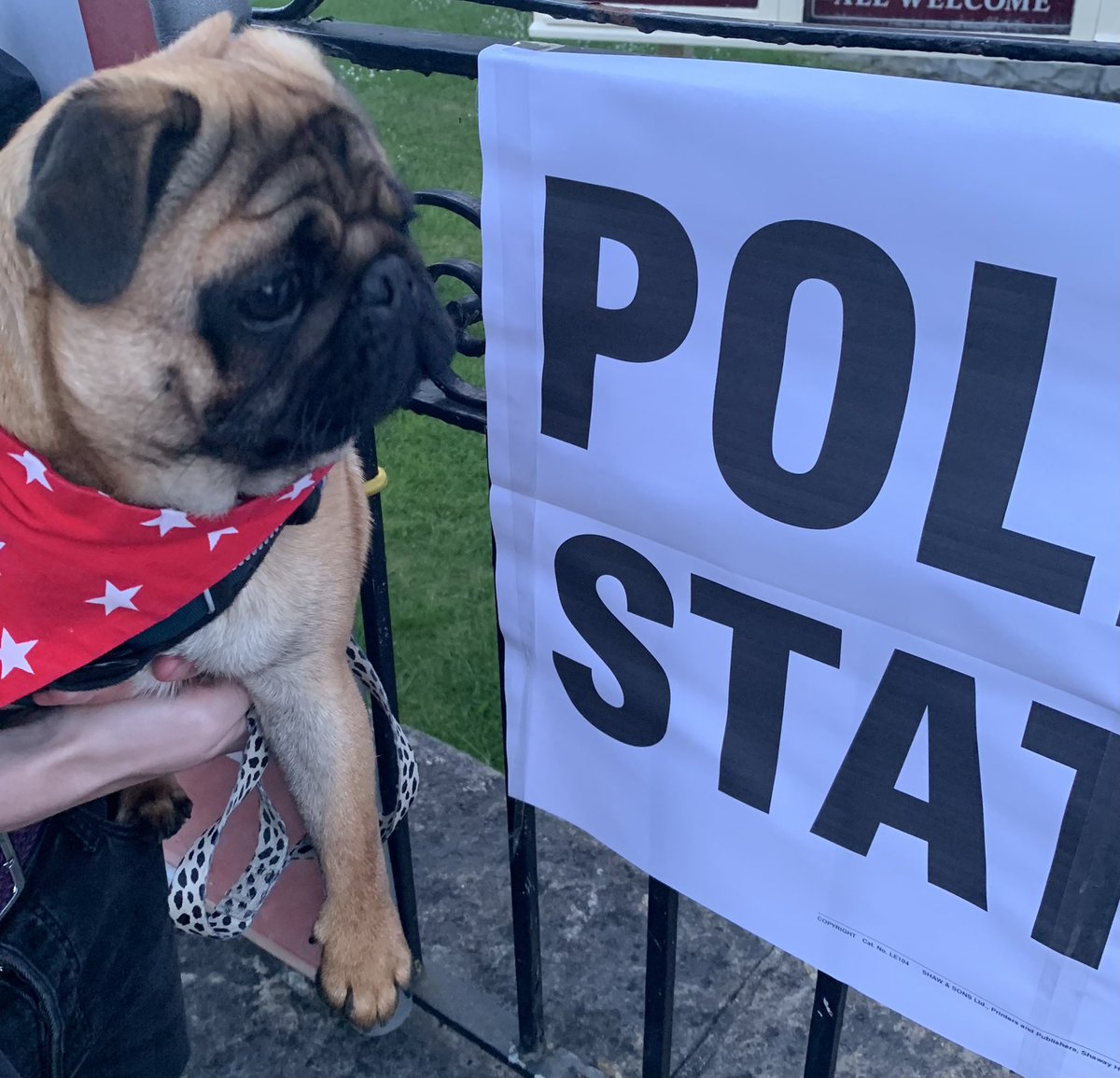 Olivepug66's tweet photo. Sir Percival Pug at Polling Station. ๐#dogsatpollingstations #pug #5thMayLocalElections https://t.co/dxZqD7As6E