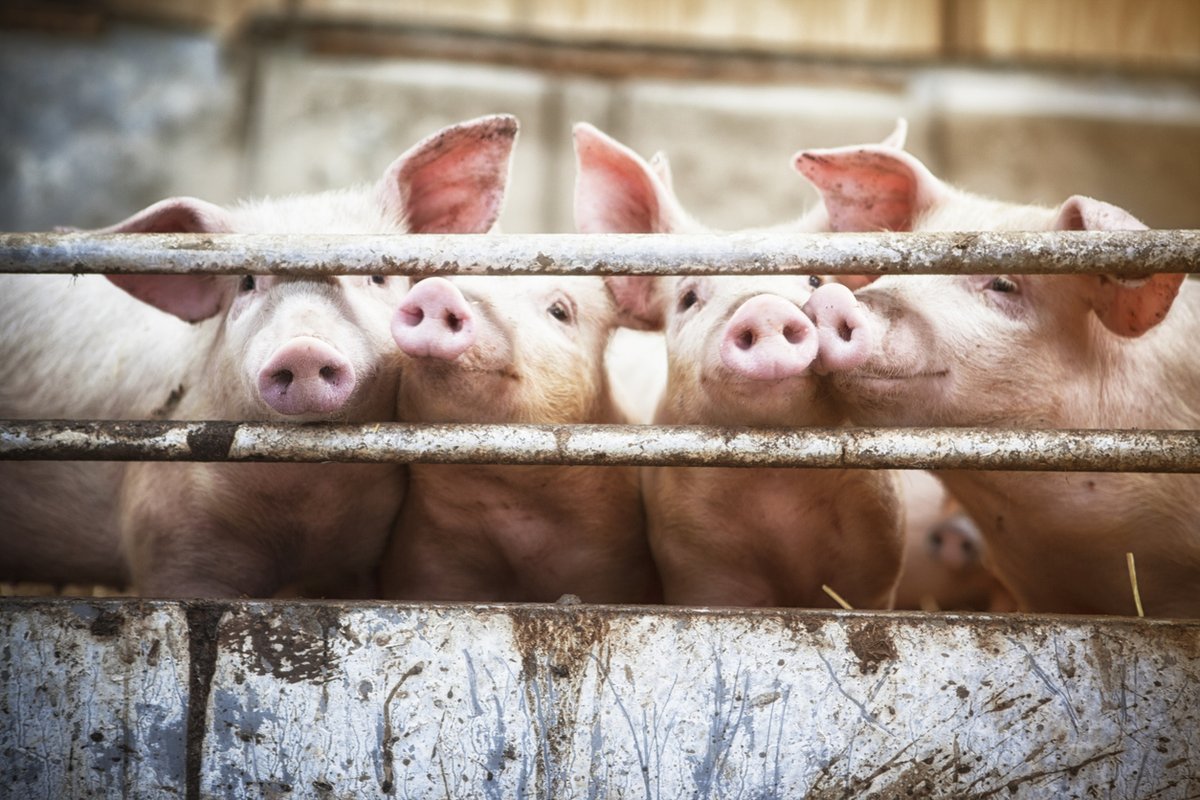 NPPCWPX's tweet photo. Exports of pork and pork-related products total over 2.2 million metric tons annually. #PorkFacts 🐖 https://t.co/WvRKo2jm8Y