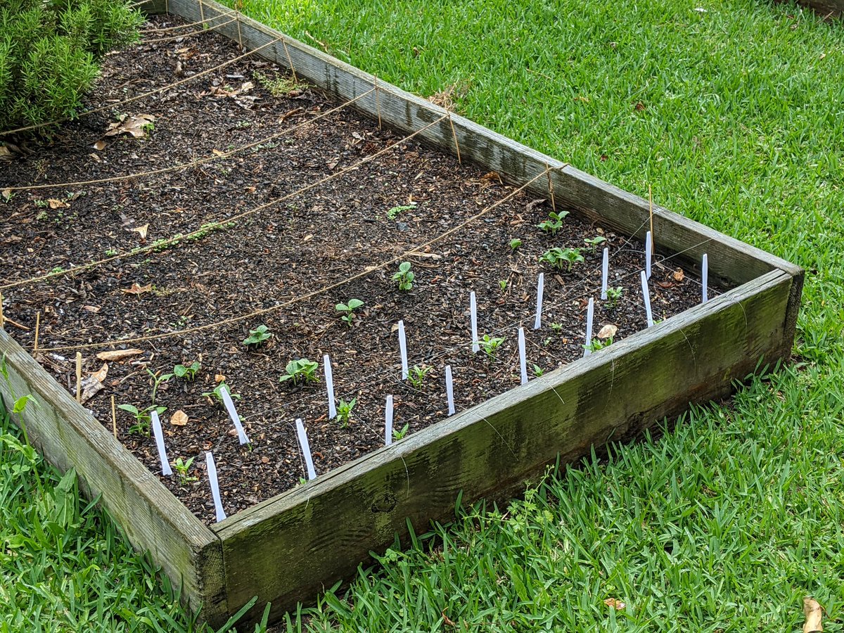 Greg Milton and 42 others tweet media