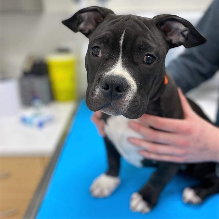 DrEllenKinzl's tweet photo. The beautiful Yondu, a pocket American bulldog charming hearts across the city!
.
.
#canarydistrict #CDAH #toronto #torontodogs #americanbullies #veterinarian #beautifuldogs https://t.co/seMHbtcrCa