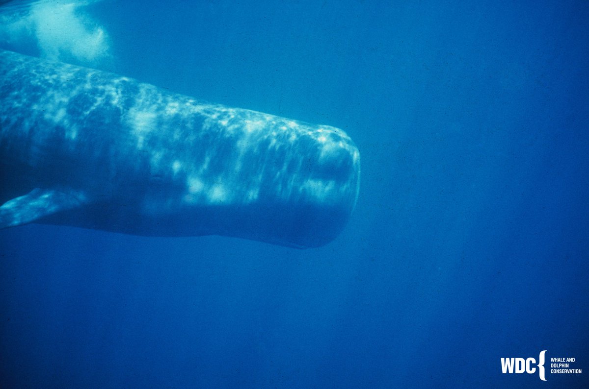 whales_org's tweet photo. Want to help #whales but don't know where to start? We got you! Sign up to speak for 🐳's no matter where you live:
🌊 Raise your right hand for #RightWhales - https://t.co/DOr9fSJBU9
🌊 Be an #OrcaHero for Southern Resident orcas - https://t.co/88aqzIhLpL
🌊 Follow for more! https://t.co/725nPbH4nZ