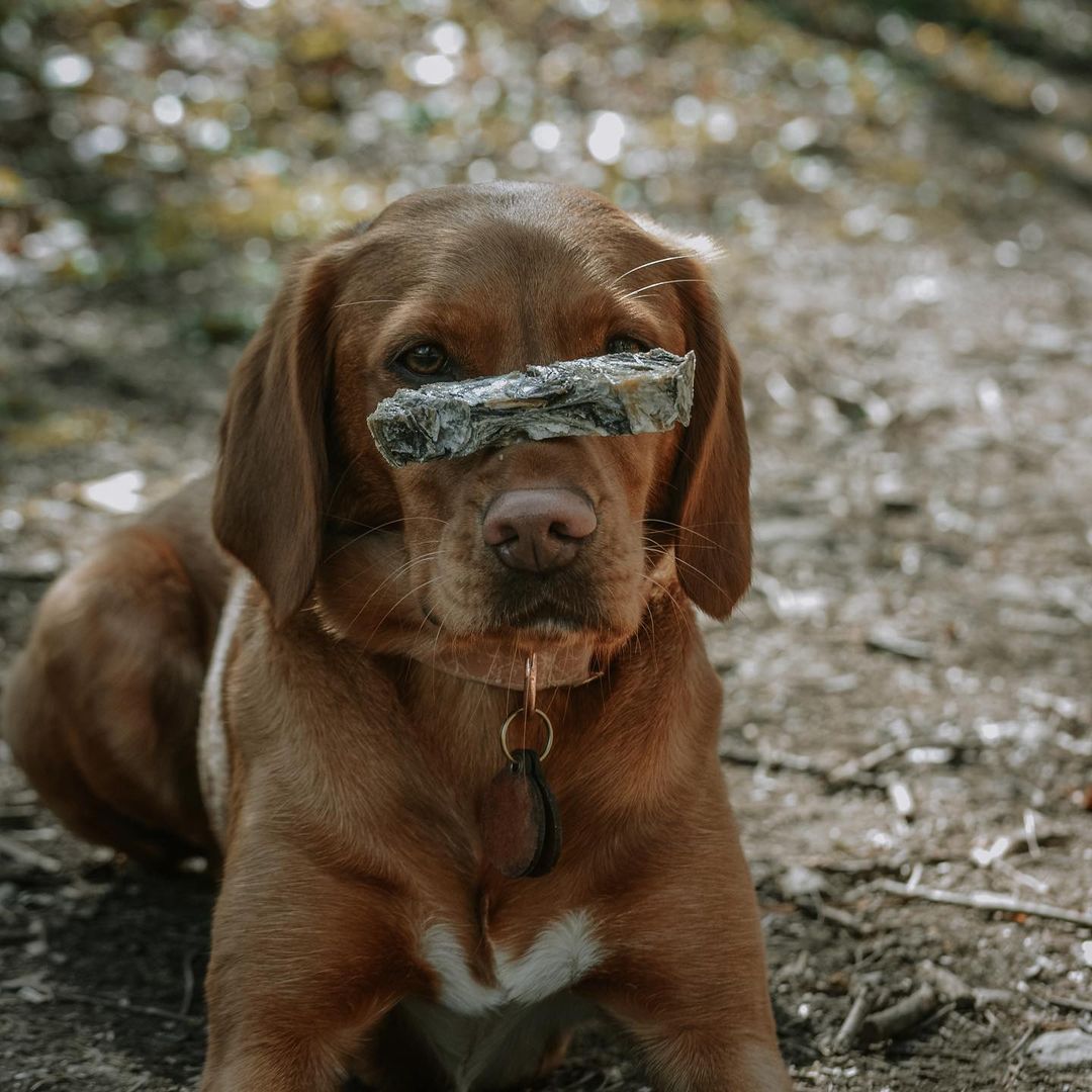 ClydachFarm's tweet photo. Have you discovered our range of truly British, premium grain free and natural dog treats and snacks? 🐶🙌🏻

Clydach Farm's treats set the standard, loaded with high levels of fresh, sustainably sourced meat, fish and poultry.

https://t.co/HOaCEZHjHz 

#dogs #treat #snacks #wales https://t.co/l7p0HKFKBN
