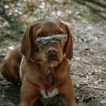 Photo by Clydach Farm - Food for Dogs (@ClydachFarm)
