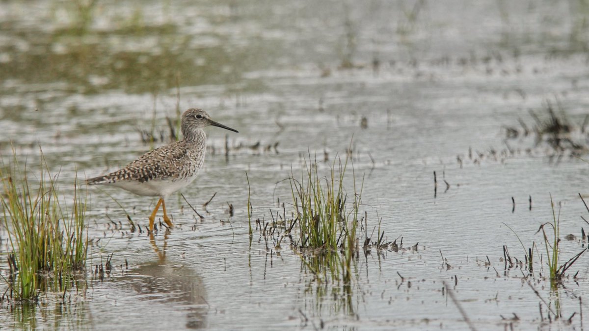 The Lesser Yellowlegs at Southwold has been showing very well at times. @KowaOpticsEU  #digiscoping #kowascoping #kowadigiscoping #lumixuk #lumix #panasonic  @KowaOptics @LumixUK