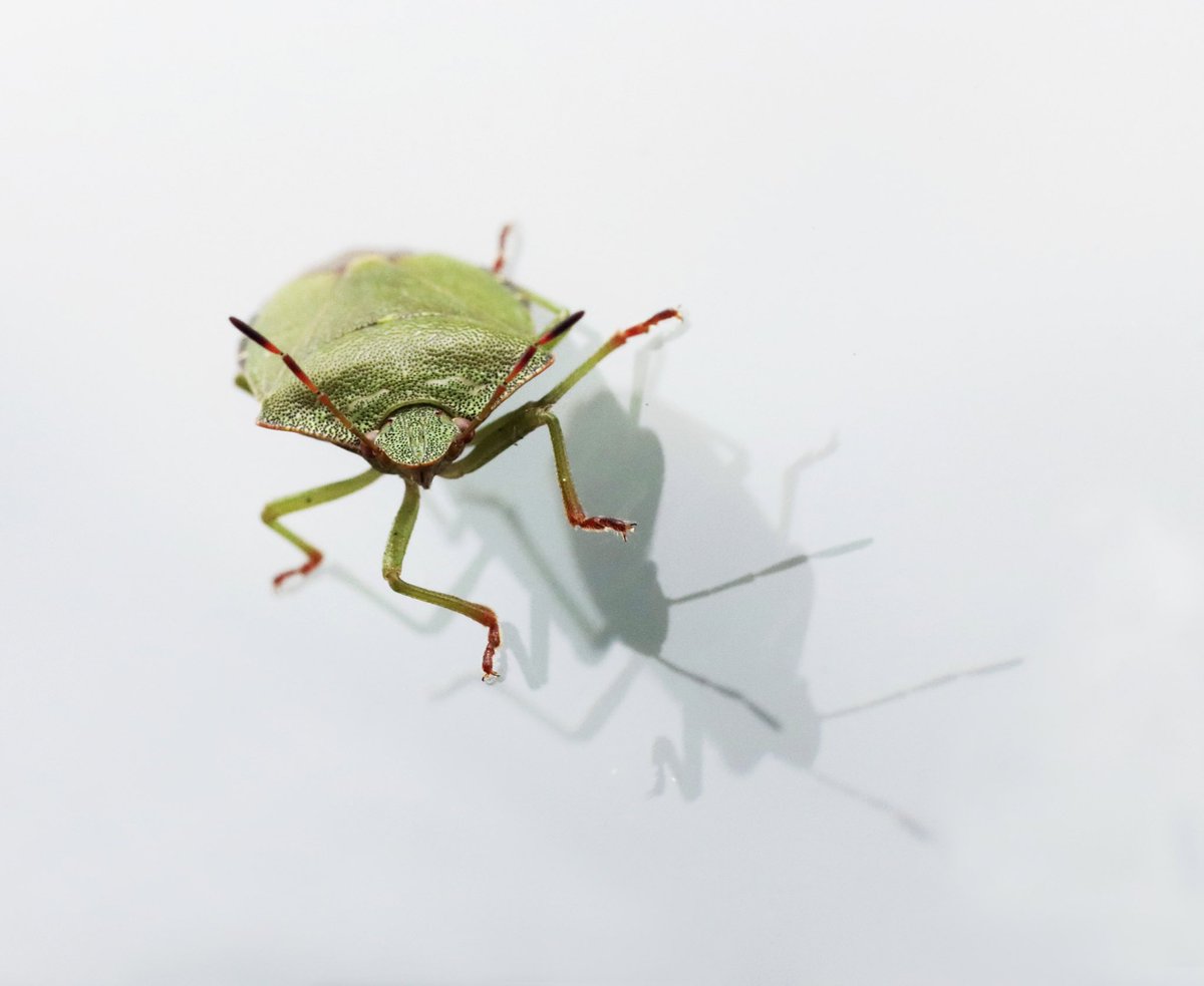 Spotted this Green Shield Bug on the  kitchen window today, so had to do a little photoshoot with it 😂 

#greenshieldbug #insects #TwitterNatureCommunity #BBCWildlifePOTD <a href="/BBCSpringwatch/">BBC Springwatch</a>
