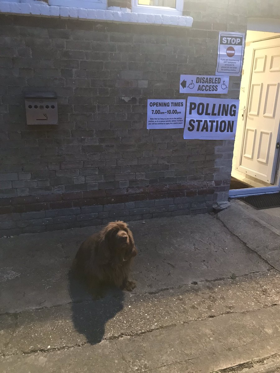 KatyDavies11's tweet photo. Bert hasn’t missed an election in his 13 years!! #gooddog #dogsatpollingstations #yelling #GetOutAndVote https://t.co/h5Gw7TUnMr