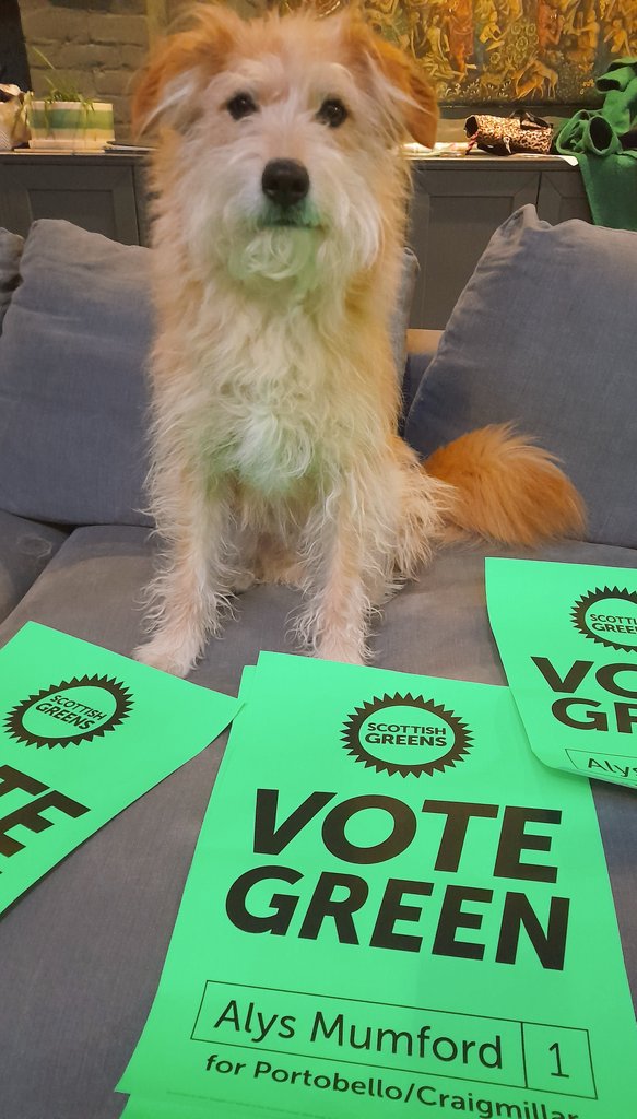 AlysGreens's tweet photo. OK they are not #DogsAtPollingStations but Hamish and Eros were feeling left out and I had some spare posters during my tea break.
#VoteGreen #GreenDogs https://t.co/RU066GbdHW
