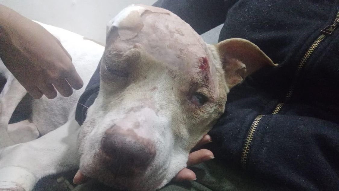 MONYRODRIGUEZOF's tweet photo. Publico esta denuncia de un perrito entregado en perfectas condiciones en adopción y devuelto en un estado lamentable. https://t.co/xANAjQkGj8