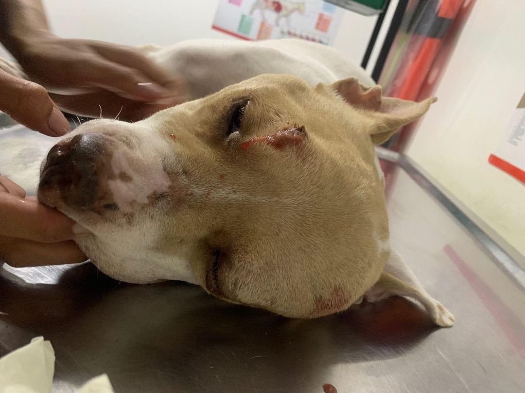 MONYRODRIGUEZOF's tweet photo. Publico esta denuncia de un perrito entregado en perfectas condiciones en adopción y devuelto en un estado lamentable. https://t.co/xANAjQkGj8