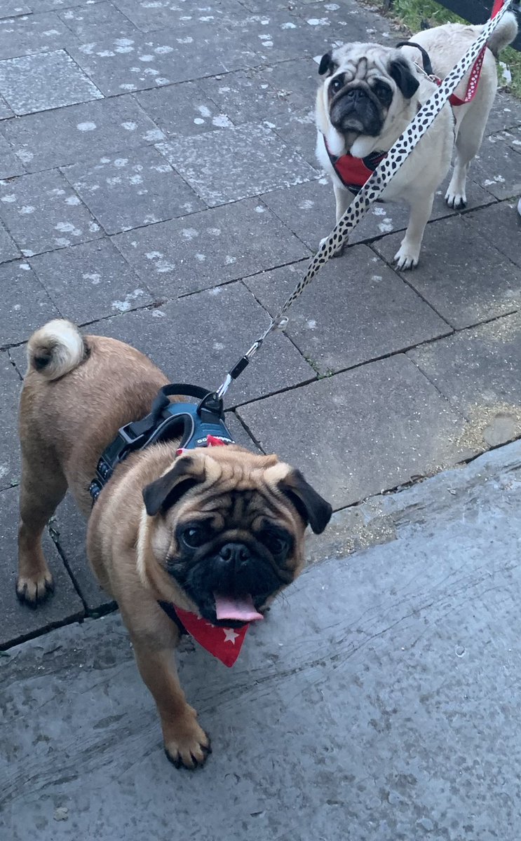 Olivepug66's tweet photo. Prince Percival raring to vote. ๐
Dame Etty still undecided. ๐ค#dogsatpollingstations #5thMayLocalElections https://t.co/HV1QnP7oQq