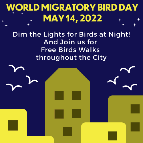 nycbirdalliance's tweet photo. Celebrate #WorldMigratoryBirdDay with NYC Audubon! This year's theme is "Dim the Lights for Birds at Night." As we raise awareness about how we can reduce light pollution's impact on migratory birds, we're also offering free bird walks throughout the City! https://t.co/retconD3He https://t.co/bLOLdwh2Wi
