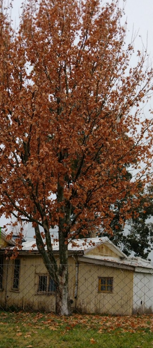 Roro_2286's tweet photo. Otoño... https://t.co/qwXNLTHMHc