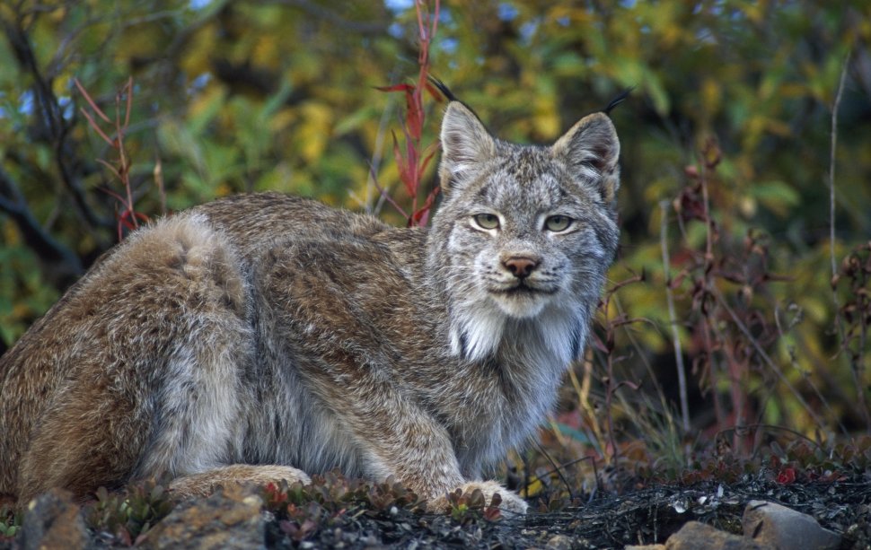 LynxTools's tweet photo. @D0GGIN hi qt https://t.co/FXUjPmYDBc