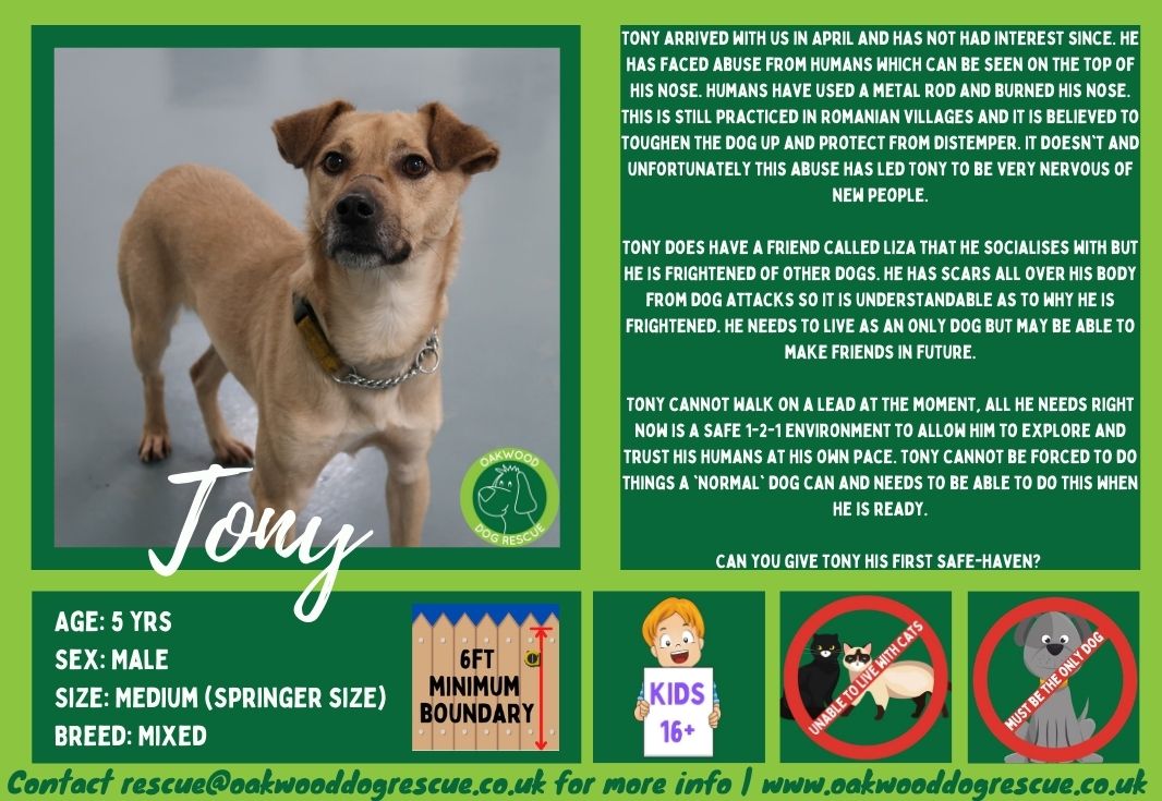 OakwoodRescue's tweet photo. Tony joins the #forgottensoulshour He's spent a year looking for his forever home. He is such a handsome boy who has made huge progress. A home is what he needs💚
https://t.co/wV9aTkwdUh
#rescuedog  #rehomehour #rescue #adoptdontshop #dog #dogsoftwitter #love #rehome https://t.co/RyA0Z9IO1T
