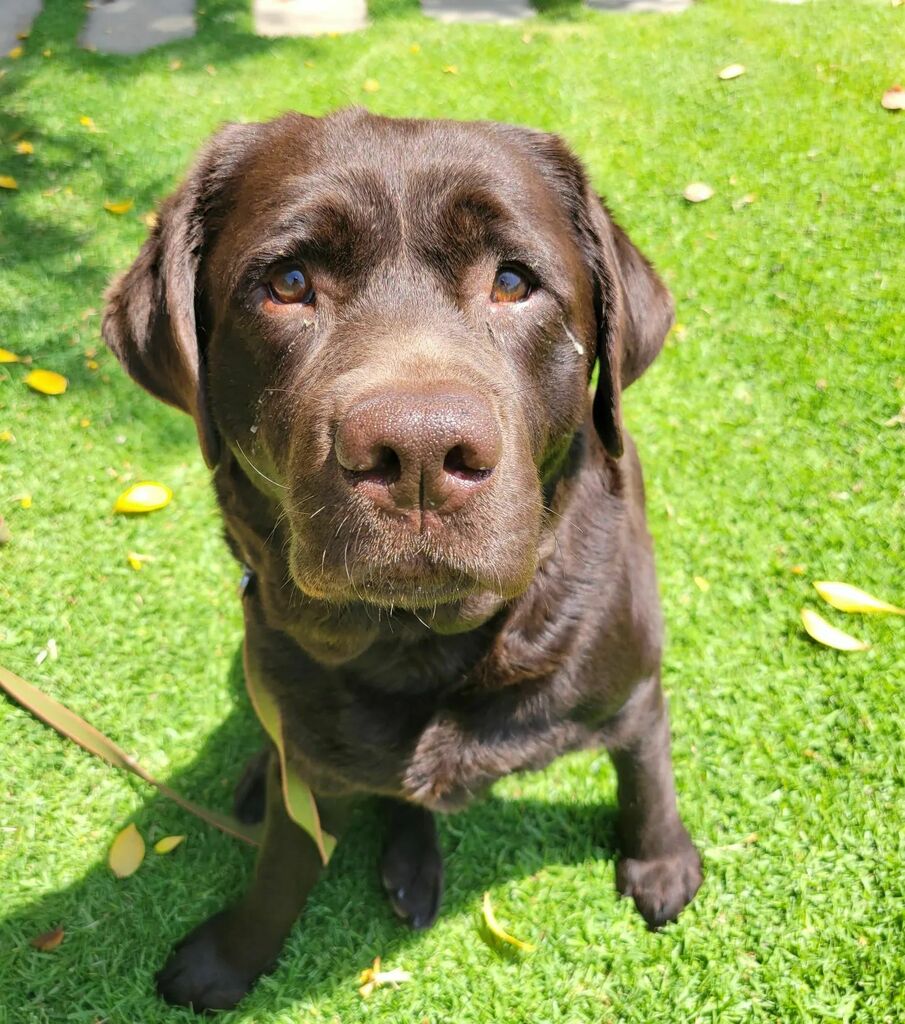 ThePetProvider's tweet photo. Beautiful day for me and Big B! #bigboy #springinlosangeles https://t.co/MgB52ZqKQv https://t.co/X2yInOITAy
