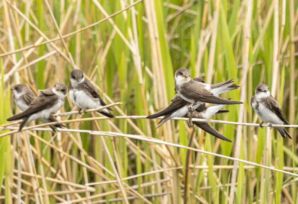 Lienepien64's tweet photo. In Twisk deze groep oeverzwaluwen zitten te bekijken.
@vogelnieuws
@landschapnh 
#twisk 
#TwitterNaturePhotography https://t.co/pSveKsdtuW