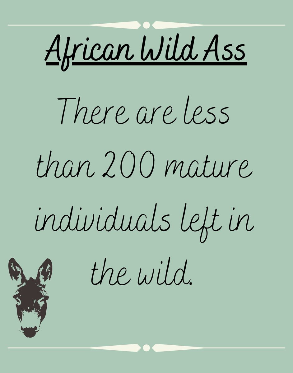 animalswithel's tweet photo. First time seeing this species and what an amazing one!

#ass #wildass #africanwildass #equid #donkey #Africa #knowsleysafaripark #cuteanimals #animals #cute @knowsleysafari https://t.co/MVQYa2x9tX