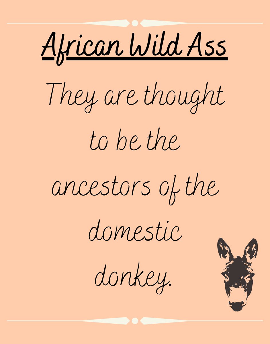 animalswithel's tweet photo. First time seeing this species and what an amazing one!

#ass #wildass #africanwildass #equid #donkey #Africa #knowsleysafaripark #cuteanimals #animals #cute @knowsleysafari https://t.co/MVQYa2x9tX