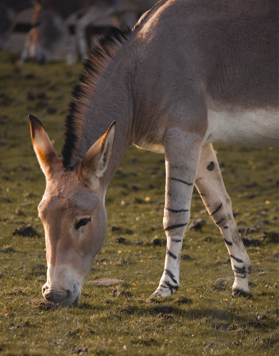 animalswithel's tweet photo. First time seeing this species and what an amazing one!

#ass #wildass #africanwildass #equid #donkey #Africa #knowsleysafaripark #cuteanimals #animals #cute @knowsleysafari https://t.co/MVQYa2x9tX