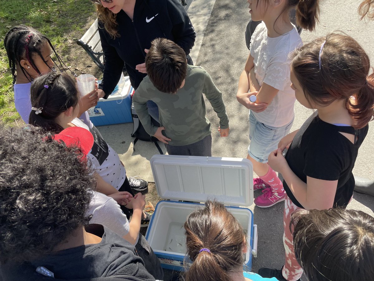 LinusGuilloryJr's tweet photo. Joined Runkle’s 3rd graders today as they released their trout into Jamaica Pond. Baker and Runkle piloted a new life cycle curriculum. #activescience #stockingthepond @BrooklinePublic https://t.co/O5S2xLyAcS
