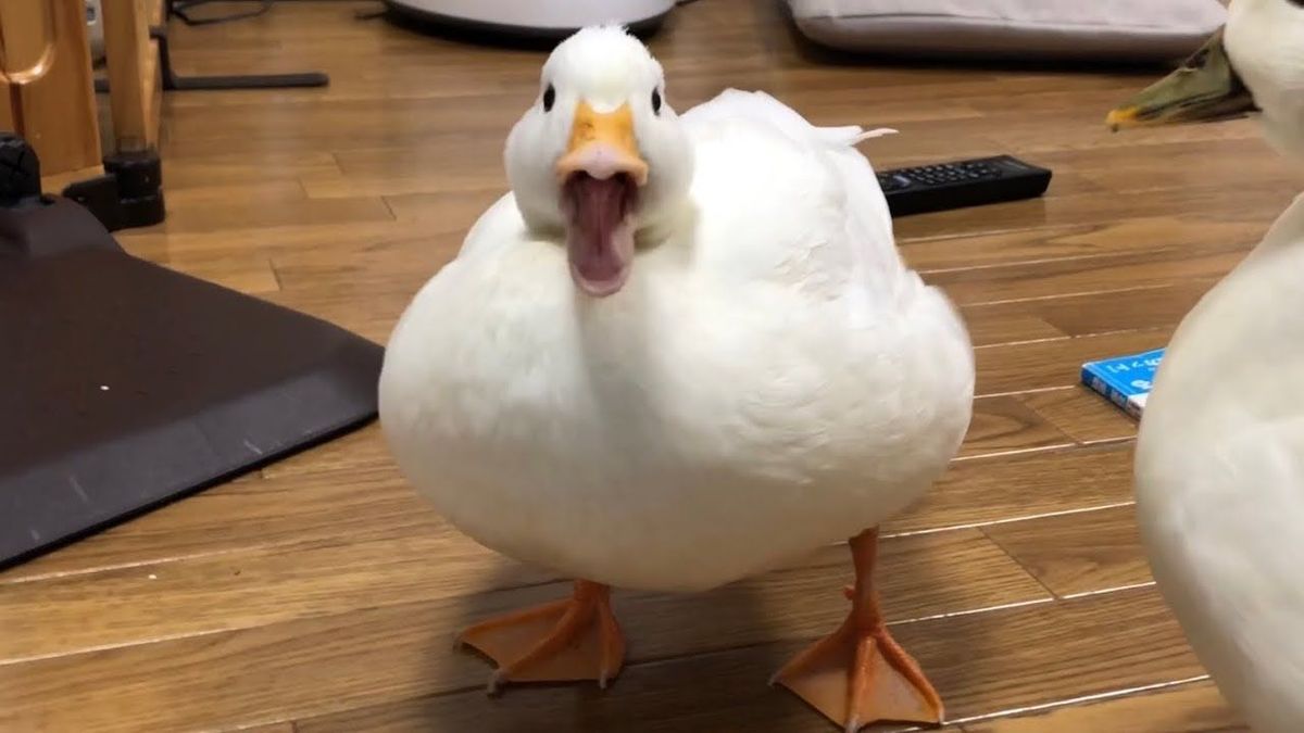 ducksdailyy's tweet photo. https://t.co/3uWF1vKOdZ