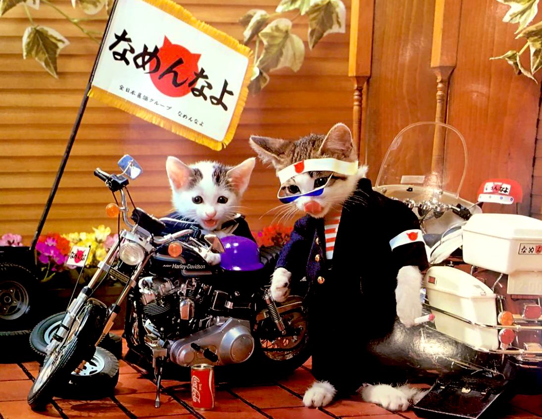 らうおう2 なめ猫 なめるなよ Go Go 俺たち猫ダチ 大集合 T Co G8xsahndyd Twitter