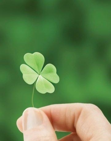 𝙹𝚊𝚗𝚞𝚜 𝙾'𝚂𝚑𝚎𝚊 𝚍𝚎 𝙾'𝙷𝚊𝚛𝚊 tweet media