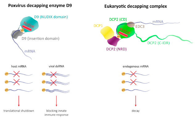 Thank you <a href="/SC_in_lab/">Sutapa Chakrabarti</a> and Vincent Maciej for the Preview of <a href="/JPbiochemist/">Jessie Peters</a> work that was published in Structure.