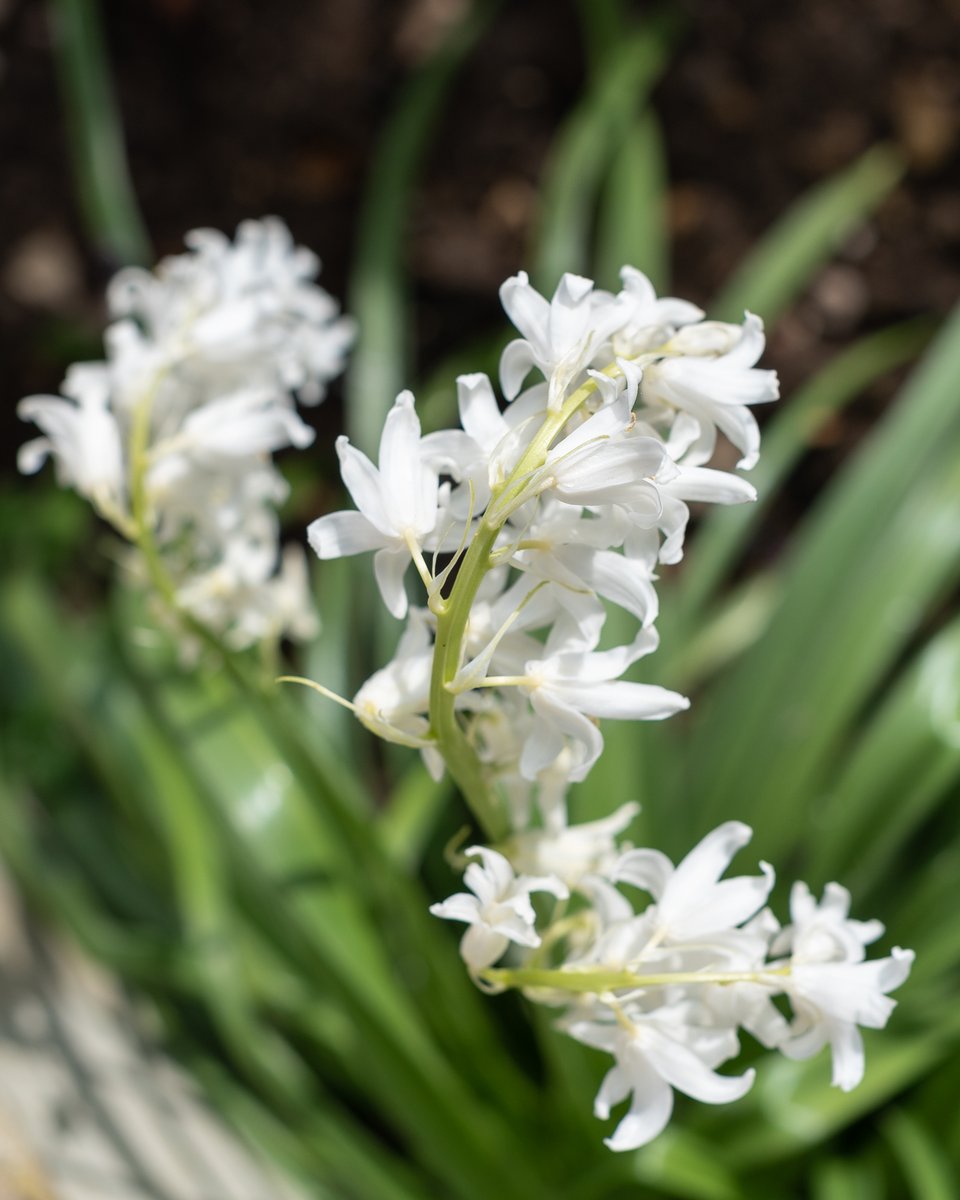 DeanFrostUK's tweet photo. Well it's not often you come across a white #Bluebell, especially when it's in your own garden. #whiteBlueBells #rare #plants #garden #flowers #spring #loveYourGarden #zeiss #Milvus #50mm https://t.co/fyNpVItxvw