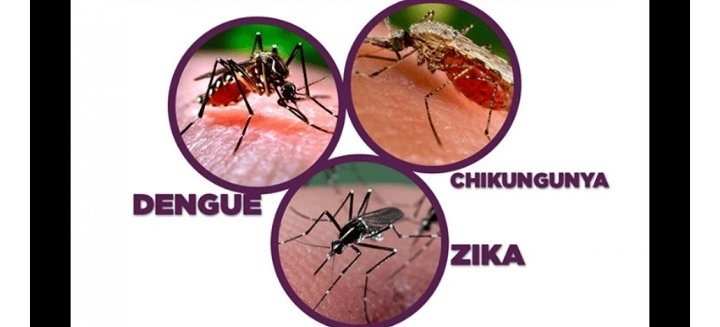 El 6 de mayo de 1901 Se emiten las primeras órdenes y reglas para el exterminio del mosquito 
considerado como enemigo público.