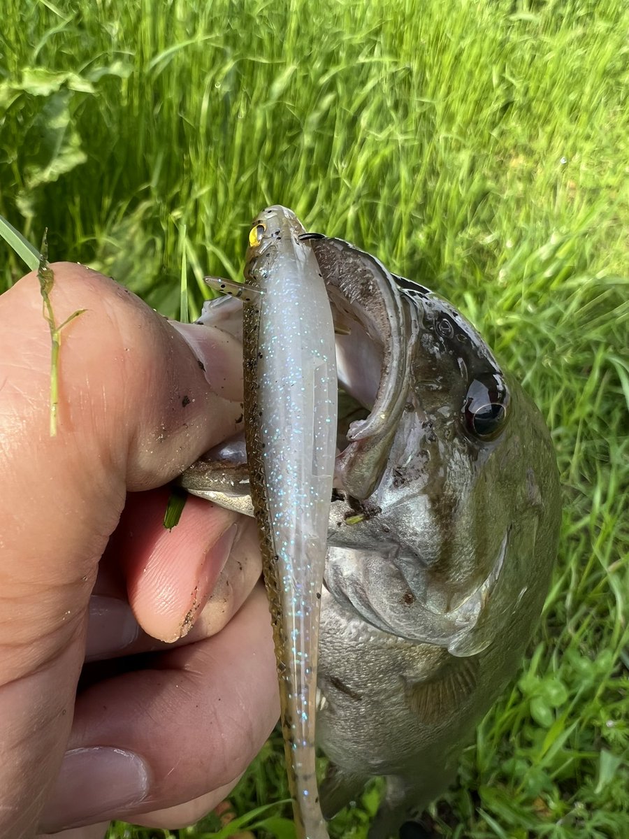 リトルスイーパー3 DS
変な胸ビレ効果は不明だが水中姿勢がド水平。食わせのDSに重宝しそう😬

でも…
この釣りだとこうゆうサカナだよな🥹
昨日デコったくせに贅沢言えないが…