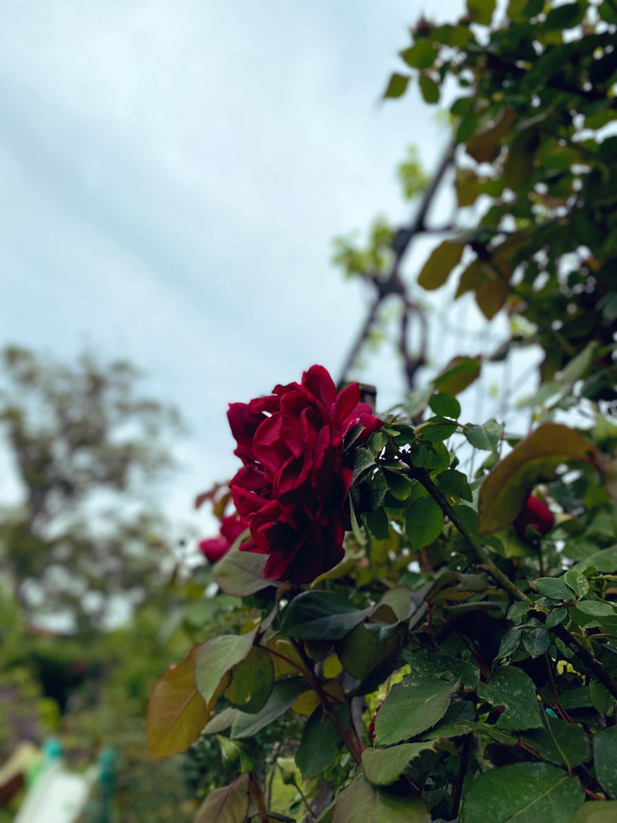 نعم أنت في قـلبـي كبـير ❤️
لكن▫️تتضائل .. كلما أخطأت ..