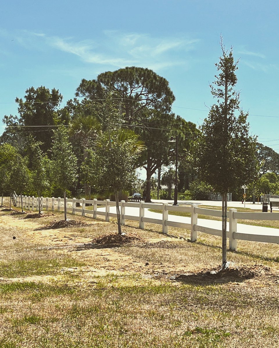 At Indian River Elementary Extended Day, the students helped the City of Edgewater plant some trees! 🌱 <a href="/IndianPta/">Indian River Elementary PTA</a> <a href="/volusiaschools/">Volusia County Schools</a>