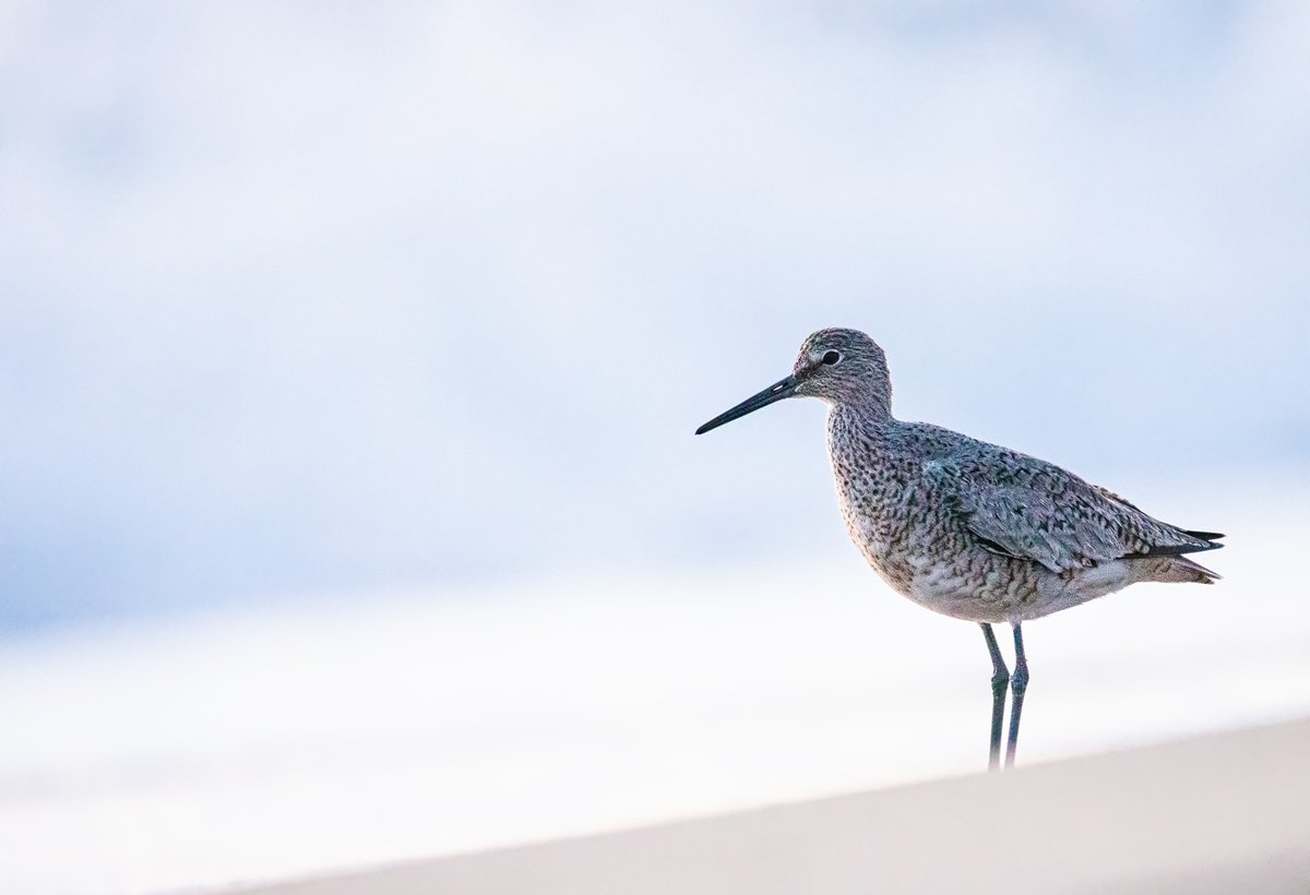 LoriACash's tweet photo. I just returned from a little trip to the Outer Banks of North Carolina. Here is one of my images taken on this trip of a willet standing on the beach taken from the ground level.
#willets #shorebirds #TwitterNatureCommunity #beach #outerbanks #birds
https://t.co/gQtPYYSeU2 https://t.co/3s1KNukzNs