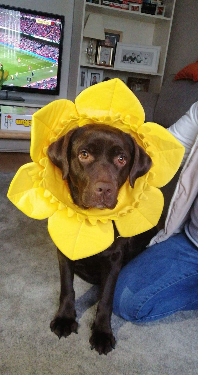JustASpaceKiwi's tweet photo. @Tectone This is my dog Mali (commonly referred to as Melman) she's 4, she's a fun loving and hyperactive idiot but I love her :)) https://t.co/nJzHYs3UBK