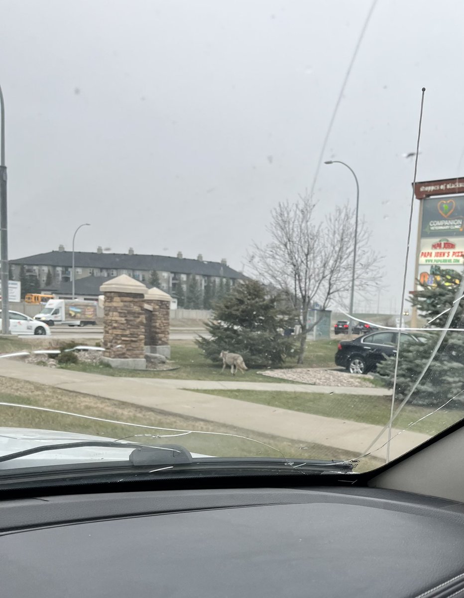 smjcko's tweet photo. @CityofEdmonton Saw this guy with a couple of his buddies pickin up some Papa John’s the other day. I had no problem with them… other than they “J” walked right in front of me. https://t.co/OVkVazTs15