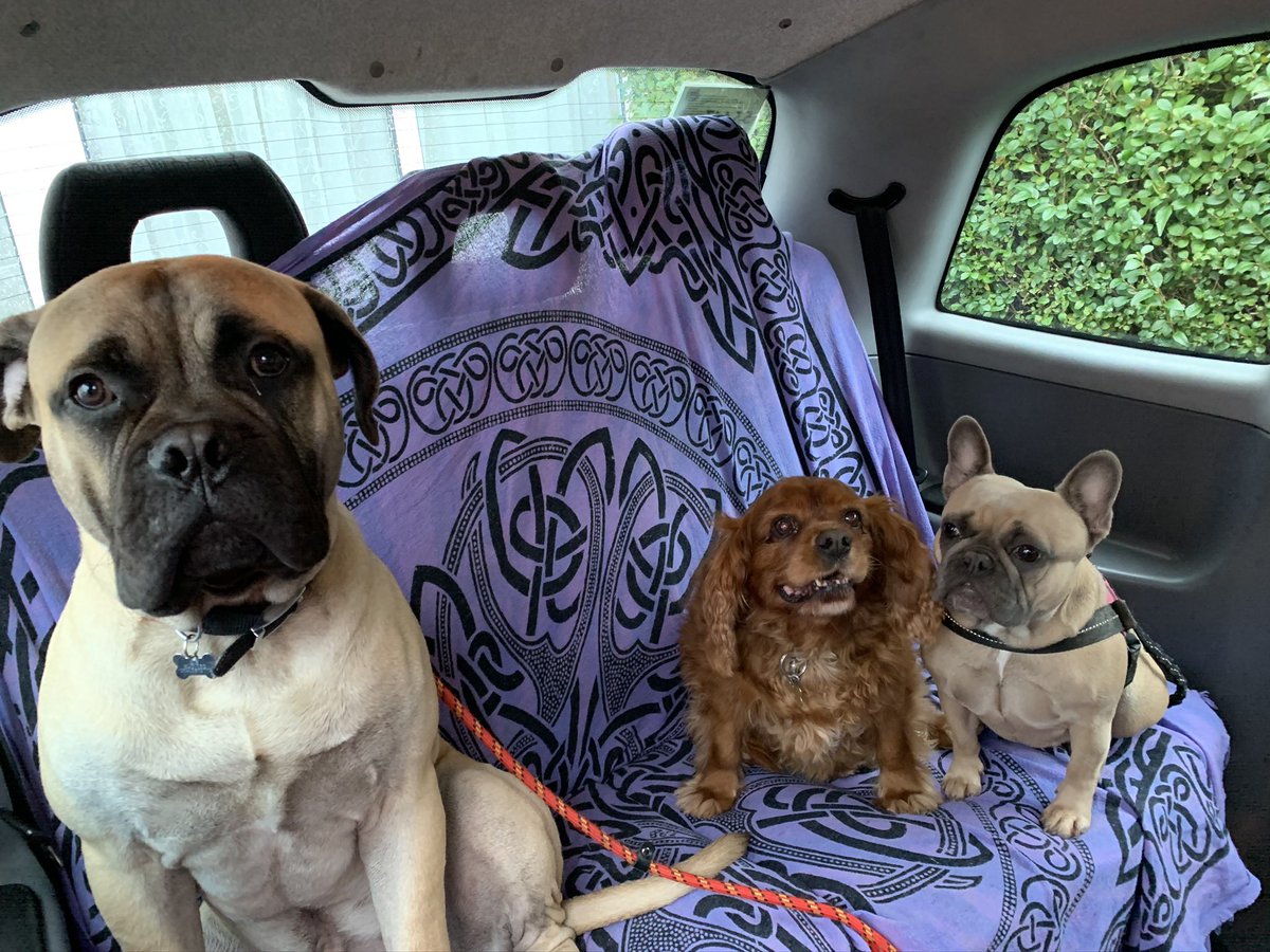 rubin29312972's tweet photo. @willnorman Bet thats where you get your data from a #loony #cockerpoo #dogsintaxis and pity no one got to vote for you getting your job #wooffuckingwoof https://t.co/0G0Iq5goAq