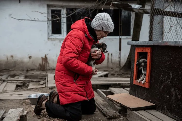 K9Mask's tweet photo. 77-Year-Old Ukrainian Woman Risks Her Life to Care For More Than 700 Animals in Shelter: https://t.co/7j6TNDPhoA
#shelterdog #dogrescue #ukrainedog #ukrainiandogrescue #ukrainedogs #doglovers #ukrainewardogs #dogsofukraine https://t.co/MfHEdyZQou