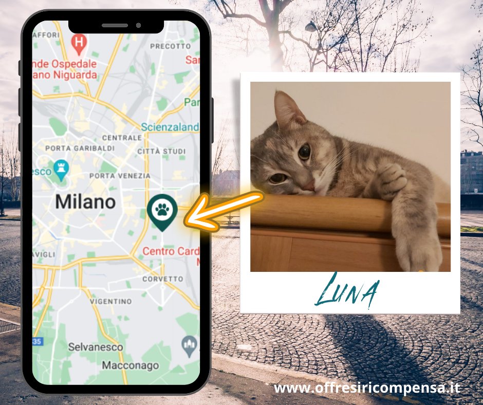 ricompensa's tweet image. offresiricompensa.it/index.php?page…
#milano #smarrita #gatta
