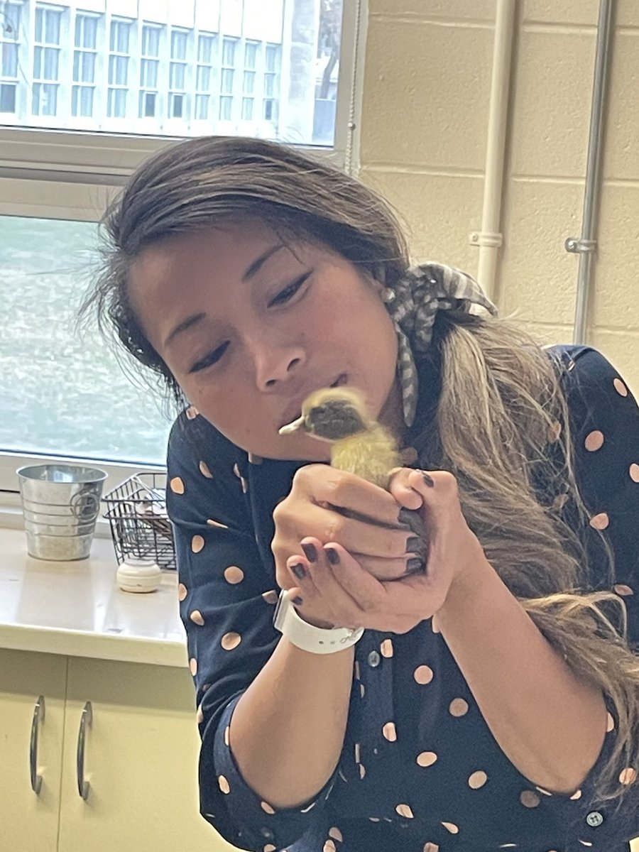 MrsKemski's tweet photo. Our first duckling! This little one got moved to the enclosure with a heater while we await for the siblings to peck their way through. Kβs were very excited and, clearly, I am in love as well. @MrsEllahib #ducklings #Kindergarten #eggshatching https://t.co/DlGxV1dQTP